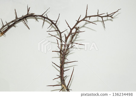 A branch with very sharp thorns in white background. Thorns for the frame to use in design 136234498