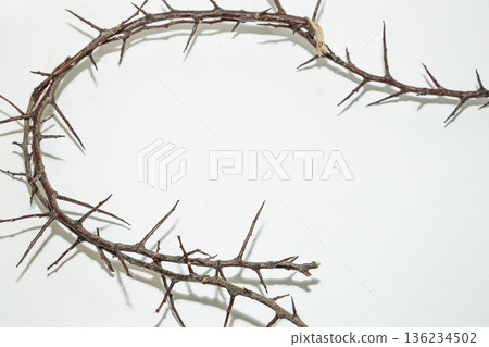 A branch with very sharp thorns in white background. Thorns for the frame to use in design A branch with very sharp thorns in white background. Thorns for the frame to use in design 136234502