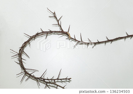 A branch with very sharp thorns in white background. Thorns for the frame to use in design A branch with very sharp thorns in white background. Thorns for the frame to use in design 136234503