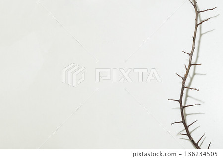A branch with very sharp thorns in white background. Thorns for the frame to use in design A branch with very sharp thorns in white background. Thorns for the frame to use in design 136234505