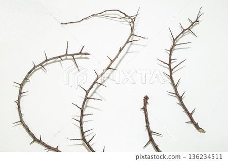 A branch with very sharp thorns in white background. Thorns for the frame to use in design A branch with very sharp thorns in white background. Thorns for the frame to use in design 136234511