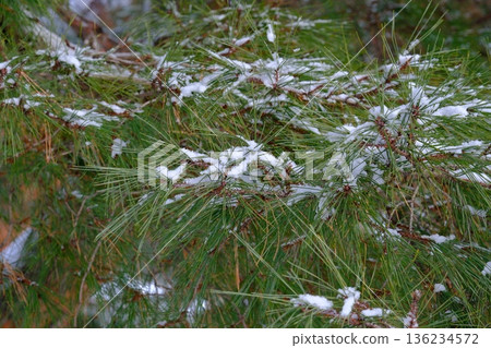 Goryokaku's red pine trees withstand the wind and snow Goryokaku's red pine trees withstand the wind and snow 136234572