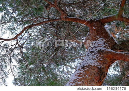 Goryokaku's red pine trees withstand the wind and snow 136234576