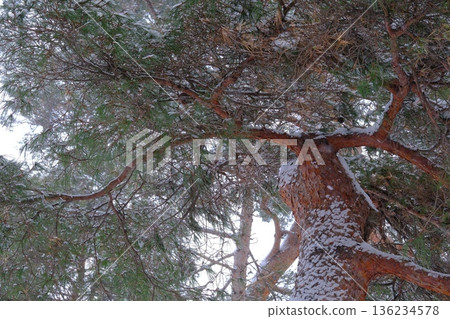 Goryokaku's red pine trees withstand the wind and snow Goryokaku's red pine trees withstand the wind and snow 136234578