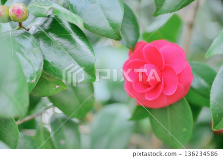 Red maiden camellias and buds blooming in the park Red maiden camellias and buds blooming in the park 136234586