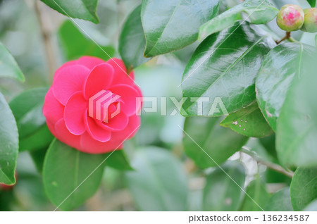 公園裡盛開的紅色少女山茶花和花苞 公園裡盛開的紅色少女山茶花和花苞 136234587
