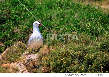 Audouin's Gull (Larus audouinii), Greece 136234590