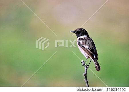 A Common Stonechat (Saxicola rubicola), Crete 136234592