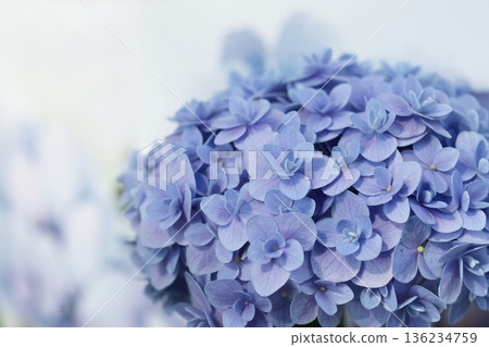 Hydrangea Hydrangea 136234759