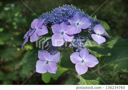 Hydrangea Hydrangea 136234760