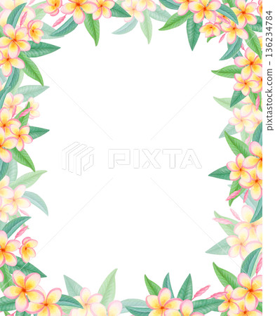 Watercolor rectangular tropical frame with plumeria flowers isolated on white. Exotic floral border with frangipani blossoms. Watercolor rectangular tropical frame with plumeria flowers isolated on white. Exotic floral border with frangipani blossoms. 136234784