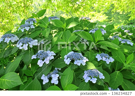 Hydrangea 136234827
