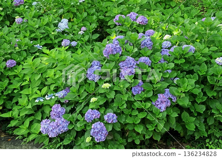 Hydrangea 136234828