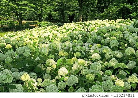 Hydrangea 136234831
