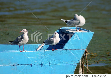 Black-headed Gull (Larus ridibundus), Greece 136234840