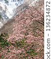 雪和櫻花 136234872