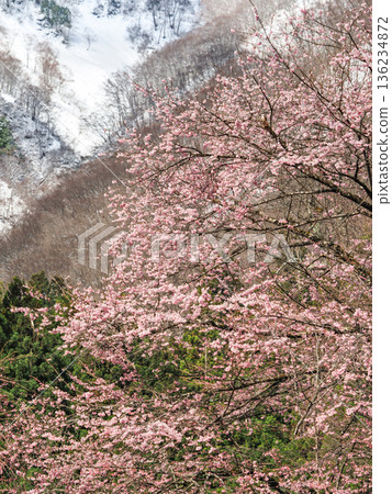 Snow and cherry blossoms 136234872