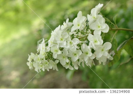 Hydrangea 136234908