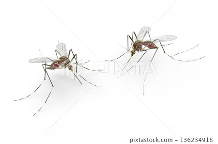 白色背景上的兩隻蚊子 136234918