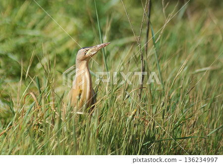Little Bittern (Ixobrychus minutus), Crete 136234997