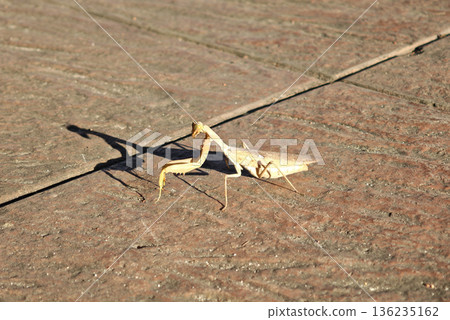 A praying mantis.brown praying mantis is walking on the ground. 136235162