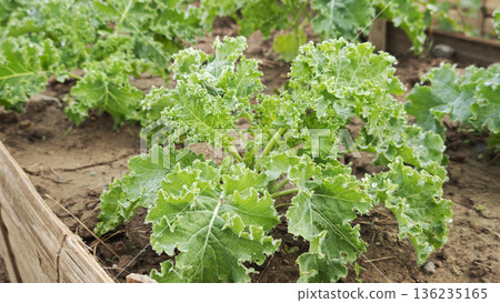Green kale growing in vegetable bed. 136235165