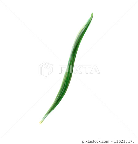 Single scallion leaf on white background, elongated curve creates dynamic line, watercolor technique emphasizes texture and vibrant green color, ideal for branding packaging and botanical concept 136235173