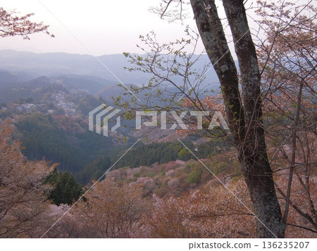 奈良縣吉野山櫻花美景 136235207