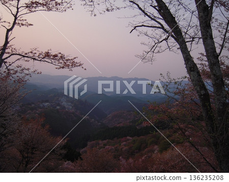 Cherry blossom scenery of Mount Yoshino, Nara Prefecture 136235208
