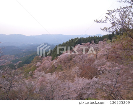 Cherry blossom scenery of Mount Yoshino, Nara Prefecture 136235209