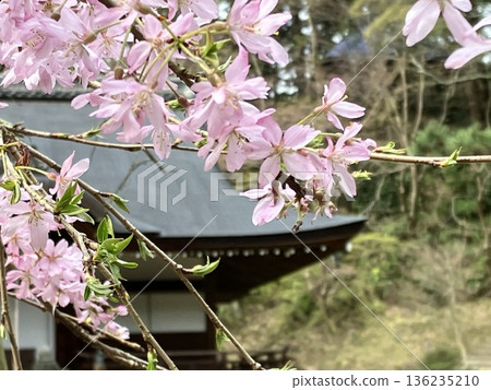 Sumiya cherry blossoms at Kokawa-ji Temple in Minamikawachi, Osaka 136235210