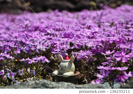 Moss phlox on the flower carpet in Sanda, Hyogo Moss phlox on the flower carpet in Sanda, Hyogo 136235211
