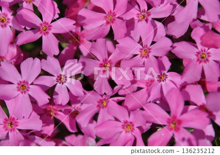 兵庫縣三田市花毯上的苔蘚福祿考 136235212