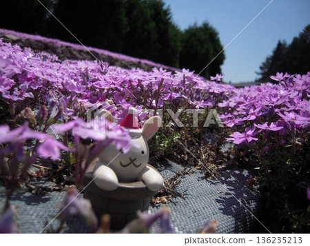 兵庫縣三田市花毯上的苔蘚福祿考 兵庫縣三田市花毯上的苔蘚福祿考 136235213