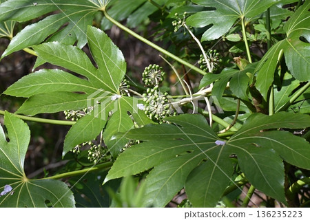 The state of fruit-bearing Fatsia in April in Osaka The state of fruit-bearing Fatsia in April in Osaka 136235223