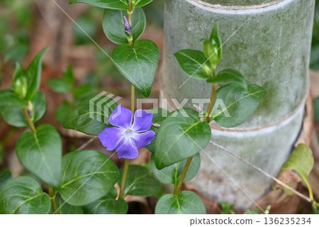 四月大阪府長春花的狀況 四月大阪府長春花的狀況 136235234