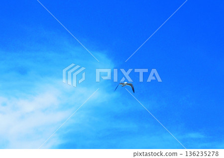 海鳥在藍天中飛翔的景象 136235278