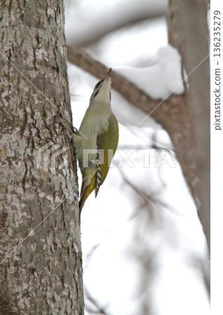 灰頭啄木鳥(雄性)山啄木鳥,山綠啄木鳥,北海道野生鳥類 灰頭啄木鳥(雄性)山啄木鳥,山綠啄木鳥,北海道野生鳥類 136235279
