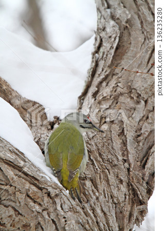 灰頭啄木鳥(雄性)山啄木鳥,山綠啄木鳥,北海道野生鳥類 灰頭啄木鳥(雄性)山啄木鳥,山綠啄木鳥,北海道野生鳥類 136235280