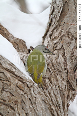 Grey-headed Woodpecker (male) Mountain Woodpecker, Mountain Green Woodpecker, Hokkaido Wild Bird 136235281