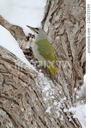 Grey-headed Woodpecker (male) Mountain Woodpecker, Mountain Green Woodpecker, Hokkaido Wild Bird 136235284