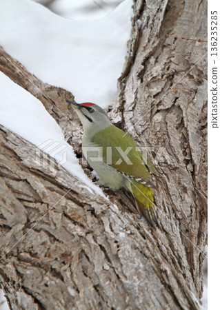 Grey-headed Woodpecker (male) Mountain Woodpecker, Mountain Green Woodpecker, Hokkaido Wild Bird 136235285