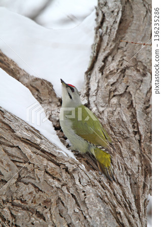 灰頭啄木鳥(雄性)山啄木鳥,山綠啄木鳥,北海道野生鳥類 灰頭啄木鳥(雄性)山啄木鳥,山綠啄木鳥,北海道野生鳥類 136235286