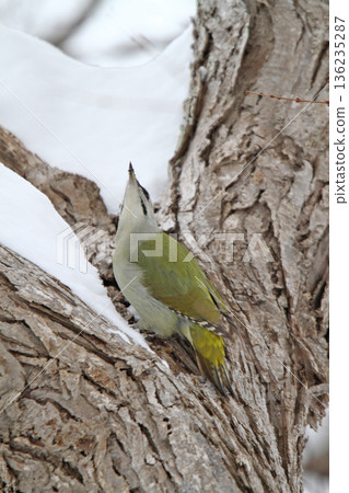 灰頭啄木鳥(雄性)山啄木鳥,山綠啄木鳥,北海道野生鳥類 灰頭啄木鳥(雄性)山啄木鳥,山綠啄木鳥,北海道野生鳥類 136235287