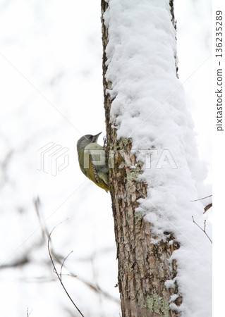灰頭啄木鳥(雄性)山啄木鳥,山綠啄木鳥,北海道野生鳥類 灰頭啄木鳥(雄性)山啄木鳥,山綠啄木鳥,北海道野生鳥類 136235289