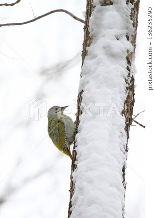灰頭啄木鳥(雄性)山啄木鳥,山綠啄木鳥,北海道野生鳥類 灰頭啄木鳥(雄性)山啄木鳥,山綠啄木鳥,北海道野生鳥類 136235290