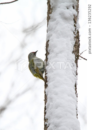 Grey-headed Woodpecker (male) Mountain Woodpecker, Mountain Green Woodpecker, Hokkaido Wild Bird Grey-headed Woodpecker (male) Mountain Woodpecker, Mountain Green Woodpecker, Hokkaido Wild Bird 136235292