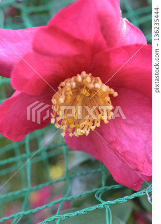 Camellia peeking out from the fence Camellia peeking out from the fence 136235444