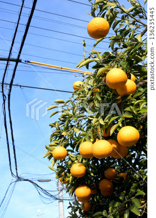 Electric wires and citrus fruits against the blue sky Electric wires and citrus fruits against the blue sky 136235445
