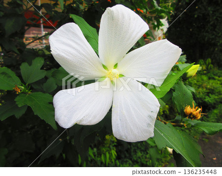 White flowered maple tree scenery 136235448